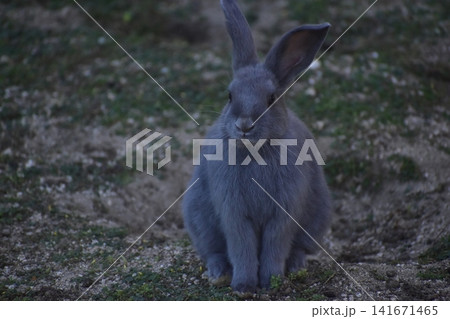広島 大久野島 うさぎ 兎 うさぎ島 兎島 広島 大久野島 うさぎ 兎 うさぎ島 兎島 141671465