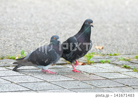 鳩 141671483