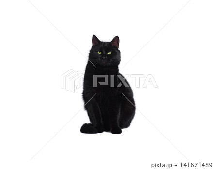 Black cat with green eyes isolated on white background Black cat with green eyes isolated on white background 141671489