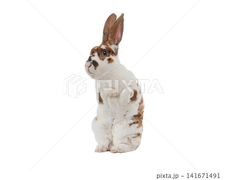 rabbit standing isolated on white background rabbit standing isolated on white background 141671491
