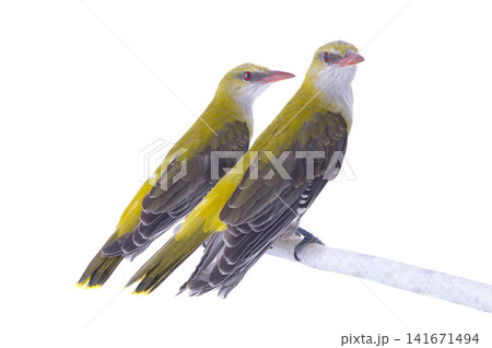Two Young Eurasian Golden Oriole (Oriolus oriolus) isolated on a white background 141671494