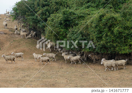 Flock of sheep - Rotorua Flock of sheep - Rotorua 141671777