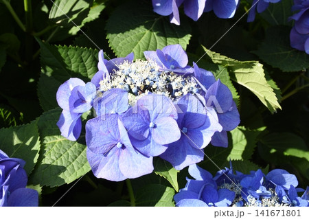 梅雨の季節に見頃を迎えた綺麗な紫陽花の花 141671801