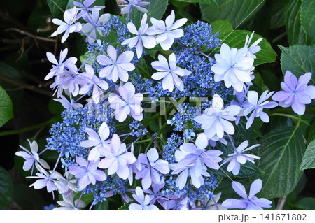 梅雨の季節に見頃を迎えた綺麗な紫陽花の花 梅雨の季節に見頃を迎えた綺麗な紫陽花の花 141671802