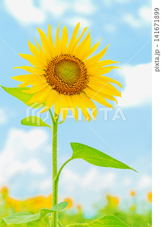 家の周りの草花　四季の色々　農園の花畑に美しい大輪のヒマワリの花が青空に向かって咲いています 141671899