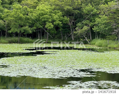 知床五湖の美しい景色 知床五湖の美しい景色 141671918