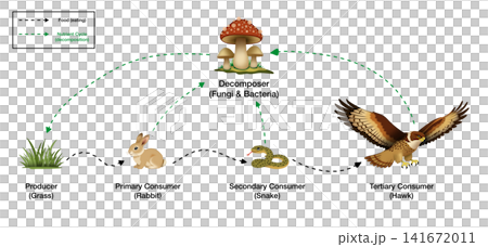Educational ecological diagram illustrates nutrient cycle and trophic levels, showcasing interactions between producer, consumers, and fungal decomposer in biological science learning Educational ecological diagram illustrates nutrient cycle and trophic levels, showcasing interactions between producer, consumers, and fungal decomposer in biological science learning 141672011