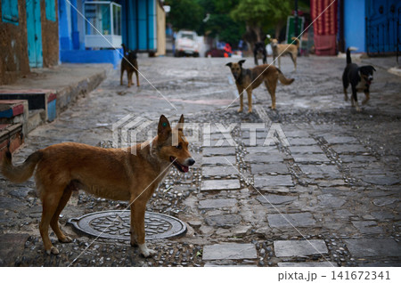 Group of stray dogs on a cobblestone street in an urban neighborhood Group of stray dogs on a cobblestone street in an urban neighborhood 141672341