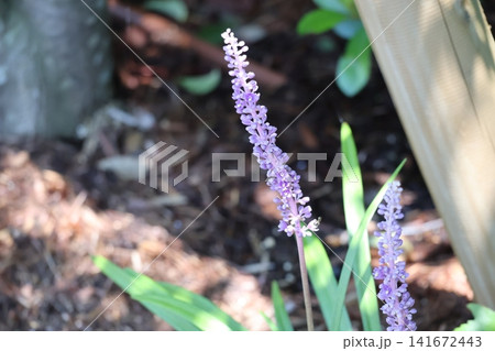 紫色のヤブランの花の咲く風景 紫色のヤブランの花の咲く風景 141672443