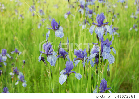 Siberian flag flower Iris sibirica detailed wild beautiful fabulous plant wetland meadow Perrys blue yellow purple summer sky large petals multicolored swinging blown waving by wind blooms in sunny Siberian flag flower Iris sibirica detailed wild beautiful fabulous plant wetland meadow Perrys blue yellow purple summer sky large petals multicolored swinging blown waving by wind blooms in sunny 141672561