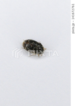 ヒメマルカツオブシムシの成虫 ヒメマルカツオブシムシの成虫 141672761