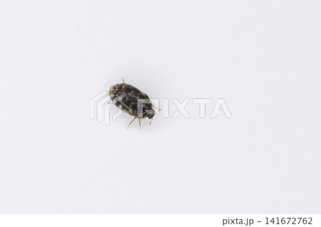 ヒメマルカツオブシムシの成虫 ヒメマルカツオブシムシの成虫 141672762
