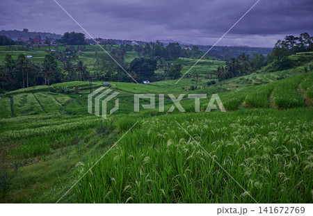 Bali, Indonesia-April 23 2023: Jatiluwih Rice Terraces Scenic area with verdant, undulating rice terraces in the heart of Tabanan Regency attracting hikers, cyclists and photographers. Bali, Indonesia-April 23 2023: Jatiluwih Rice Terraces Scenic area with verdant, undulating rice terraces in the heart of Tabanan Regency attracting hikers, cyclists and photographers. 141672769