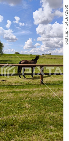Horse on a green pasture behind a fence on a sunny day Horse on a green pasture behind a fence on a sunny day 141672860