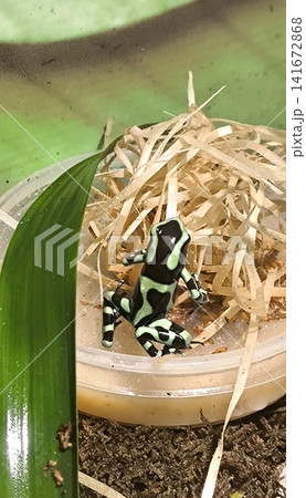 A spotted poison dart frog in a terrarium against a background of foliage 141672868