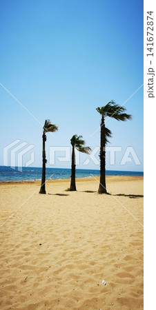 Palm trees on the Sandy Beach under the gusts of wind Palm trees on the Sandy Beach under the gusts of wind 141672874