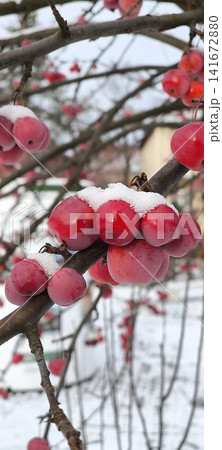 Juicy red berries on a branch under fresh snow in winter. Juicy red berries on a branch under fresh snow in winter. 141672880