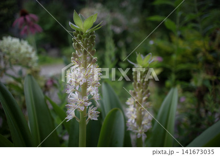 花言葉は「あなたは完璧」、白にピンクの模様がかわいいパイナップルリリーの開花 141673035