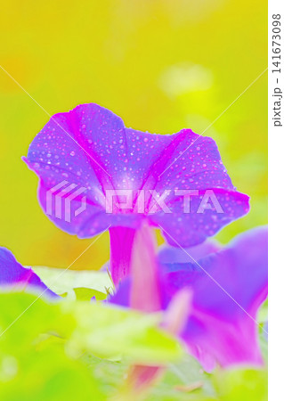 家の周りの草花 四季の色々 夏の頃早朝 庭の木陰に映える セイヨウアサガオの花が咲き始めました 家の周りの草花 四季の色々 夏の頃早朝 庭の木陰に映える セイヨウアサガオの花が咲き始めました 141673098