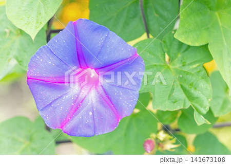 家の周りの草花 四季の色々 夏の頃早朝 庭の木陰に映える セイヨウアサガオの花が咲き始めました 家の周りの草花 四季の色々 夏の頃早朝 庭の木陰に映える セイヨウアサガオの花が咲き始めました 141673108