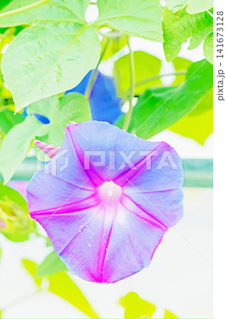 家の周りの草花 四季の色々 夏の頃早朝 庭の木陰に映える セイヨウアサガオの花が咲き始めました 家の周りの草花 四季の色々 夏の頃早朝 庭の木陰に映える セイヨウアサガオの花が咲き始めました 141673128
