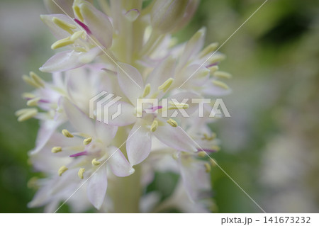 夏の庭に華やかに咲くパイナップルリリー(ユーコミス)のアップ、花言葉は「あなたは完璧」 夏の庭に華やかに咲くパイナップルリリー(ユーコミス)のアップ、花言葉は「あなたは完璧」 141673232