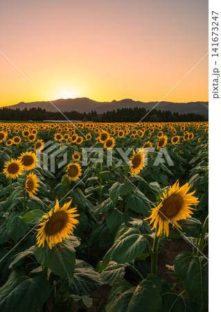 夕暮れのひまわり畑(津南ひまわり広場) 夕暮れのひまわり畑(津南ひまわり広場) 141673247