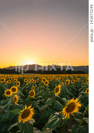 夕暮れのひまわり畑(津南ひまわり広場) 夕暮れのひまわり畑(津南ひまわり広場) 141673249