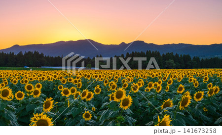 夕暮れのひまわり畑(津南ひまわり広場) 夕暮れのひまわり畑(津南ひまわり広場) 141673258