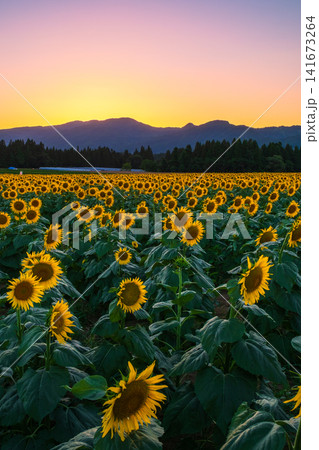夕暮れのひまわり畑(津南ひまわり広場) 夕暮れのひまわり畑(津南ひまわり広場) 141673264