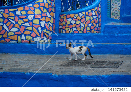 Calico cat walking past a colorful blue mosaic wall on a sunny street Calico cat walking past a colorful blue mosaic wall on a sunny street 141673422