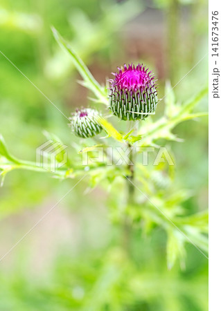 家の周りの草花 四季の色々 雑木林に美しいピンク色のアザミの花が彩りを添えていますきく 家の周りの草花 四季の色々 雑木林に美しいピンク色のアザミの花が彩りを添えていますきく 141673476