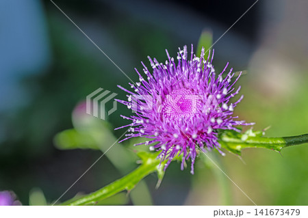 家の周りの草花 四季の色々 雑木林に美しいピンク色のアザミの花が彩りを添えていますきく 家の周りの草花 四季の色々 雑木林に美しいピンク色のアザミの花が彩りを添えていますきく 141673479