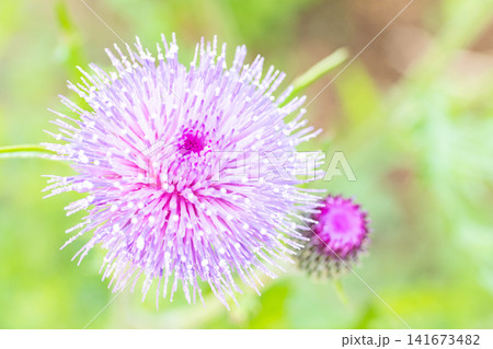 家の周りの草花 四季の色々 雑木林に美しいピンク色のアザミの花が彩りを添えていますきく 家の周りの草花 四季の色々 雑木林に美しいピンク色のアザミの花が彩りを添えていますきく 141673482