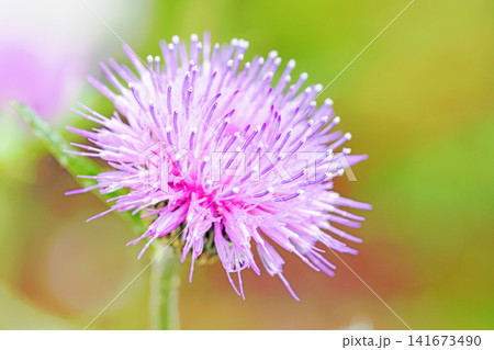 家の周りの草花 四季の色々 雑木林に美しいピンク色のアザミの花が彩りを添えていますきく 家の周りの草花 四季の色々 雑木林に美しいピンク色のアザミの花が彩りを添えていますきく 141673490
