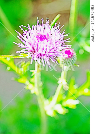 家の周りの草花 四季の色々 雑木林に美しいピンク色のアザミの花が彩りを添えていますきく 家の周りの草花 四季の色々 雑木林に美しいピンク色のアザミの花が彩りを添えていますきく 141673498