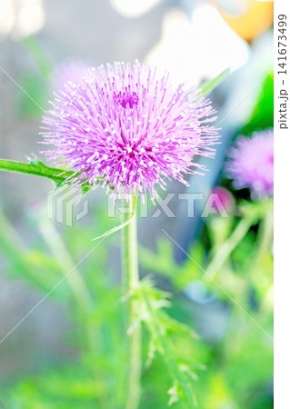 家の周りの草花 四季の色々 雑木林に美しいピンク色のアザミの花が彩りを添えていますきく 家の周りの草花 四季の色々 雑木林に美しいピンク色のアザミの花が彩りを添えていますきく 141673499