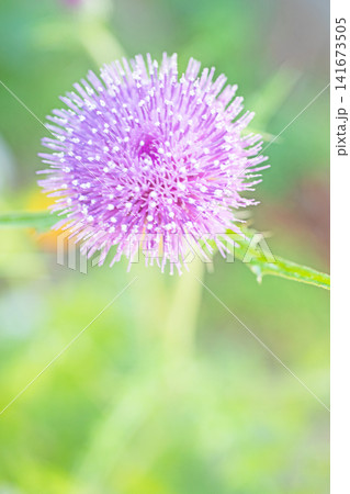 家の周りの草花 四季の色々 雑木林に美しいピンク色のアザミの花が彩りを添えていますきく 家の周りの草花 四季の色々 雑木林に美しいピンク色のアザミの花が彩りを添えていますきく 141673505
