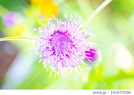 家の周りの草花 四季の色々 雑木林に美しいピンク色のアザミの花が彩りを添えていますきく 家の周りの草花 四季の色々 雑木林に美しいピンク色のアザミの花が彩りを添えていますきく 141673506