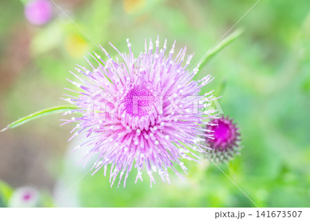 家の周りの草花 四季の色々 雑木林に美しいピンク色のアザミの花が彩りを添えていますきく 家の周りの草花 四季の色々 雑木林に美しいピンク色のアザミの花が彩りを添えていますきく 141673507
