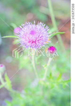 家の周りの草花 四季の色々 雑木林に美しいピンク色のアザミの花が彩りを添えていますきく 家の周りの草花 四季の色々 雑木林に美しいピンク色のアザミの花が彩りを添えていますきく 141673508
