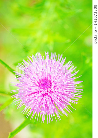 家の周りの草花 四季の色々 雑木林に美しいピンク色のアザミの花が彩りを添えていますきく 家の周りの草花 四季の色々 雑木林に美しいピンク色のアザミの花が彩りを添えていますきく 141673509