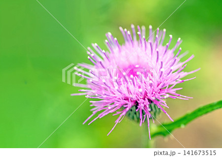 家の周りの草花 四季の色々 雑木林に美しいピンク色のアザミの花が彩りを添えていますきく 家の周りの草花 四季の色々 雑木林に美しいピンク色のアザミの花が彩りを添えていますきく 141673515