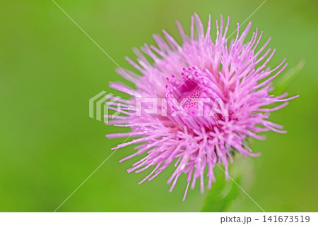 家の周りの草花 四季の色々 雑木林に美しいピンク色のアザミの花が彩りを添えていますきく 家の周りの草花 四季の色々 雑木林に美しいピンク色のアザミの花が彩りを添えていますきく 141673519