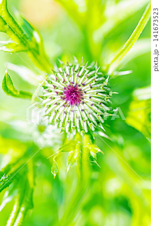 家の周りの草花 四季の色々 雑木林に美しいピンク色のアザミの花が彩りを添えていますきく 家の周りの草花 四季の色々 雑木林に美しいピンク色のアザミの花が彩りを添えていますきく 141673523