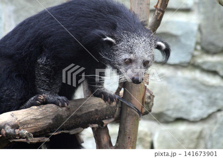 Arctictis binturong exotic animal Arctictis binturong exotic animal 141673901