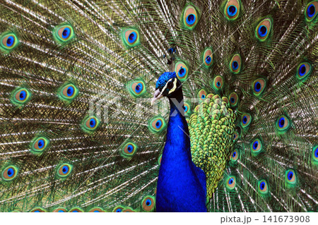 nice big peacock nice big peacock 141673908