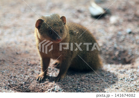 dwarf mongoose (Helogale parvula) 141674082