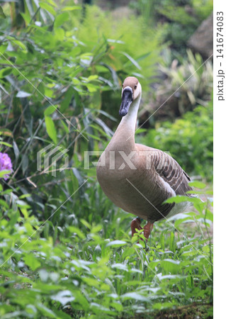 anser cygnoid bird anser cygnoid bird 141674083