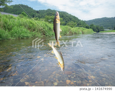 鮎の友釣り 鮎の友釣り 141674990